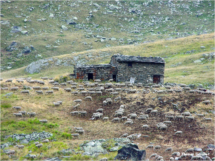 Accueil/Alpes - Randonnes/Mont Thabor - 3200 mtres - Ete 2003 - Mont_Thabor_00201m