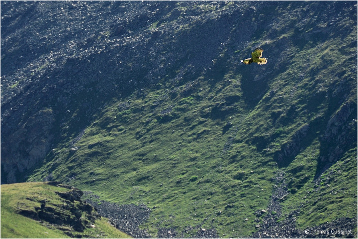 Accueil/Alpes - Randonnes/Lac de Curtals - sur le chemin - 2449 mtres - Lac_Curtales_DSC1533