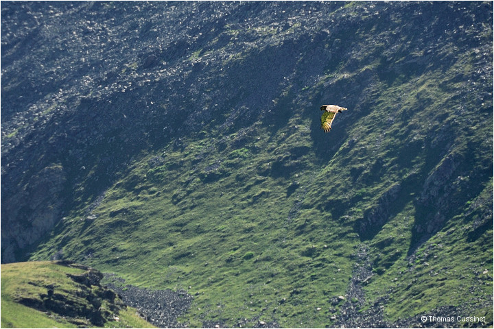 Accueil/Alpes - Randonnes/Lac de Curtals - sur le chemin - 2449 mtres - Lac_Curtales_DSC1536