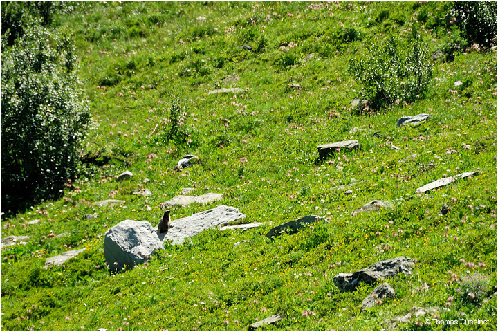 Accueil/Alpes - Randonnes/Lac de Curtals - sur le chemin - 2449 mtres - Lac_Curtales_DSC1555