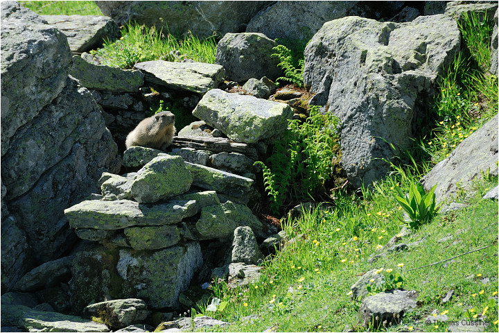 Accueil/Alpes - Randonnes/Lac de Curtals - sur le chemin - 2449 mtres - Lac_Curtales_DSC1573