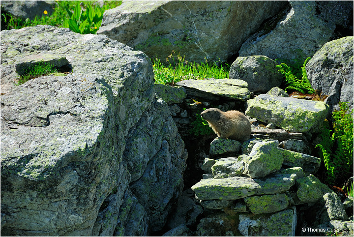 Accueil/Alpes - Randonnes/Lac de Curtals - sur le chemin - 2449 mtres - Lac_Curtales_DSC1591