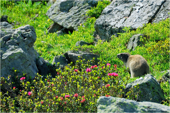 Accueil/Alpes - Randonnes/Lac de Curtals - sur le chemin - 2449 mtres - Lac_Curtales_DSC1605