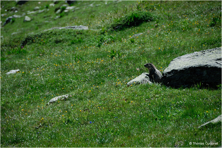 Accueil/Alpes - Randonnes/Lac de Curtals - sur le chemin - 2449 mtres - Lac_Curtales_DSC1617