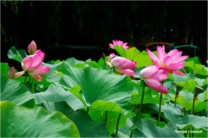 Accueil/Voyage en Chine - Aot 2006 - Mise en ligne par tape de voyage/2me tape - Kunming (Yunan), ses lotus, tortues et grenouilles - kunming_lotus_dsc_1172_site