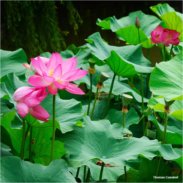 Accueil/Voyage en Chine - Aot 2006 - Mise en ligne par tape de voyage/2me tape - Kunming (Yunan), ses lotus, tortues et grenouilles - kunming_lotus_dsc_1174_m_site