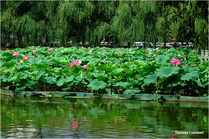 Accueil/Voyage en Chine - Aot 2006 - Mise en ligne par tape de voyage/2me tape - Kunming (Yunan), ses lotus, tortues et grenouilles - kunming_lotus_dsc_1178_site