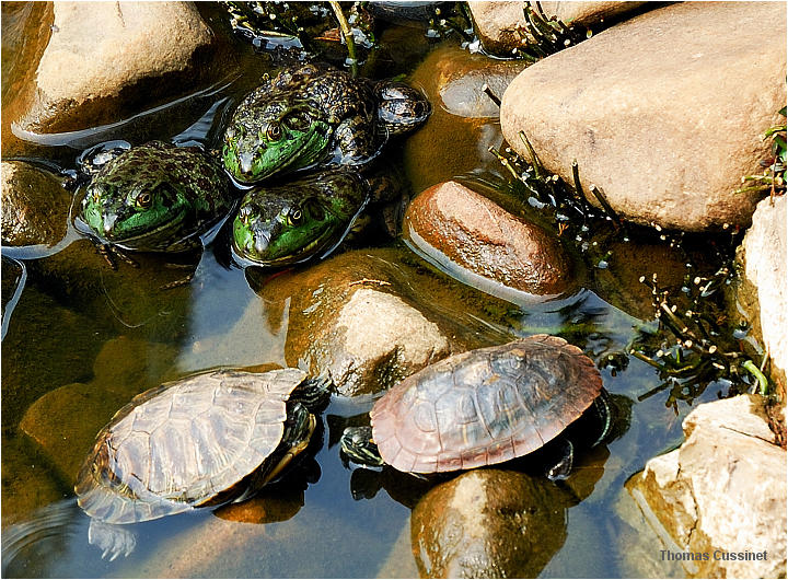 Accueil/Voyage en Chine - Ao�t 2006 - Mise en ligne par �tape de voyage/2�me �tape - Kunming (Yunan), ses lotus, tortues et grenouilles - tortues_grenouilles_dsc_1423_2.2_site