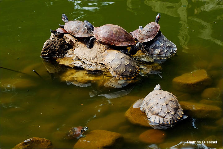 Accueil/Voyage en Chine - Ao�t 2006 - Mise en ligne par �tape de voyage/2�me �tape - Kunming (Yunan), ses lotus, tortues et grenouilles - tortues_grenouilles_dsc_1429_2_site