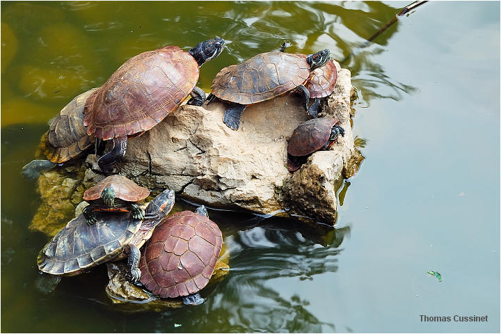 Accueil/Voyage en Chine - Aot 2006 - Mise en ligne par tape de voyage/2me tape - Kunming (Yunan), ses lotus, tortues et grenouilles - tortues_grenouilles_dsc_1432_site