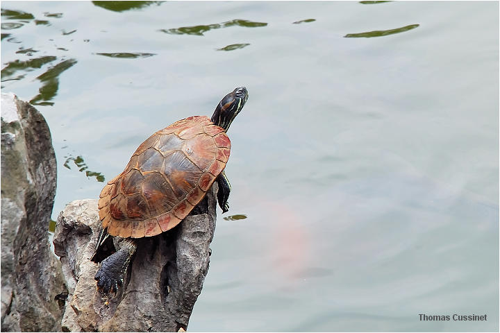 Accueil/Voyage en Chine - Aot 2006 - Mise en ligne par tape de voyage/2me tape - Kunming (Yunan), ses lotus, tortues et grenouilles - tortues_grenouilles_dsc_1435_site