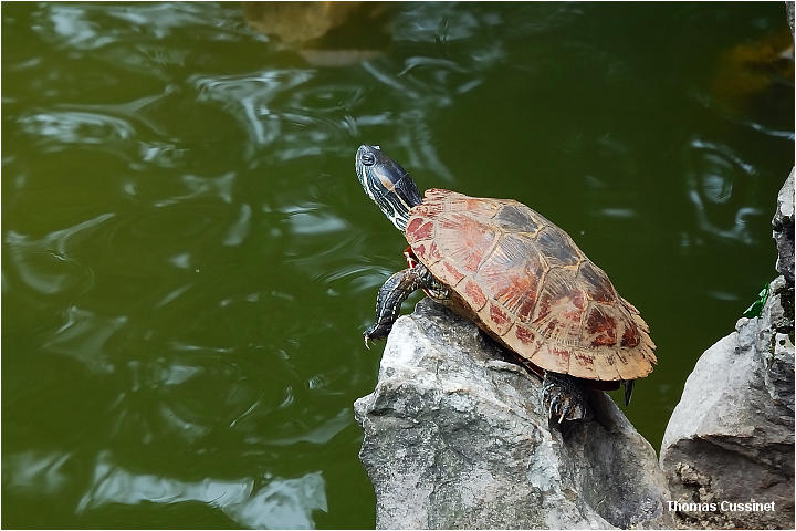 Accueil/Voyage en Chine - Aot 2006 - Mise en ligne par tape de voyage/2me tape - Kunming (Yunan), ses lotus, tortues et grenouilles - tortues_grenouilles_dsc_1440_site