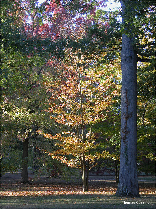 Accueil/La faune et la flore/Les couleurs de l'automne - Courson 2005 - dscn0043_site