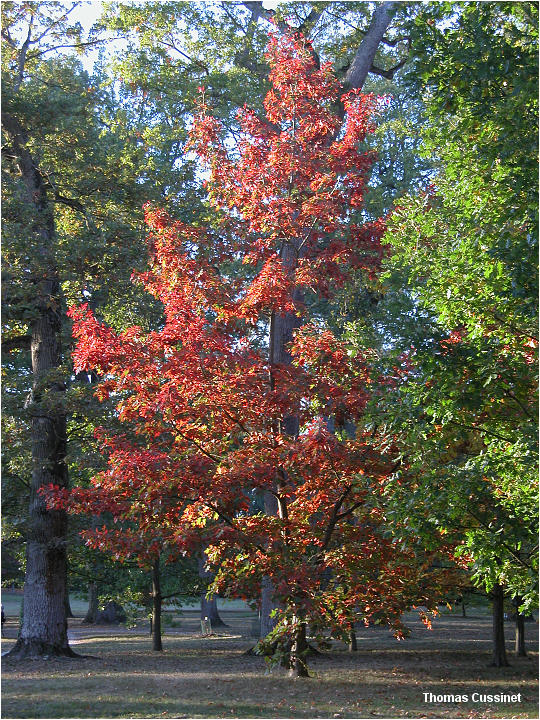 Accueil/La faune et la flore/Les couleurs de l'automne - Courson 2005 - dscn0048_site