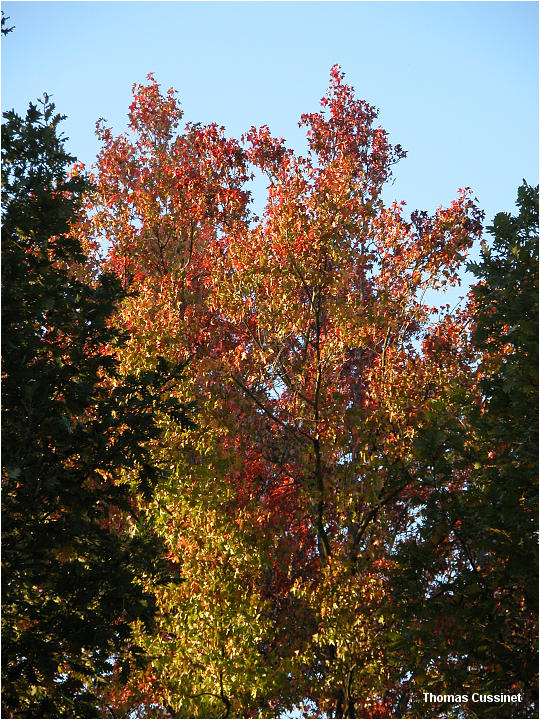 Accueil/La faune et la flore/Les couleurs de l'automne - Courson 2005 - dscn0049_site