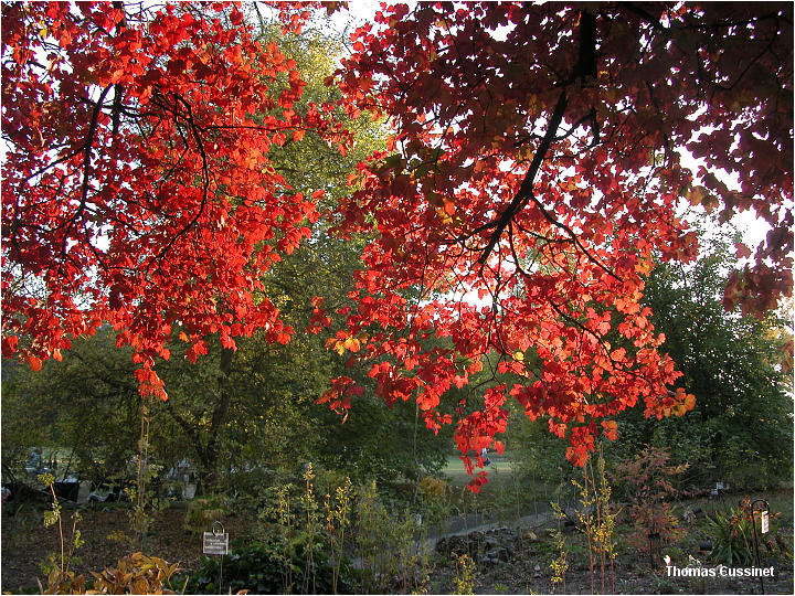 Accueil/La faune et la flore/Les couleurs de l'automne - Courson 2005 - dscn0058_site