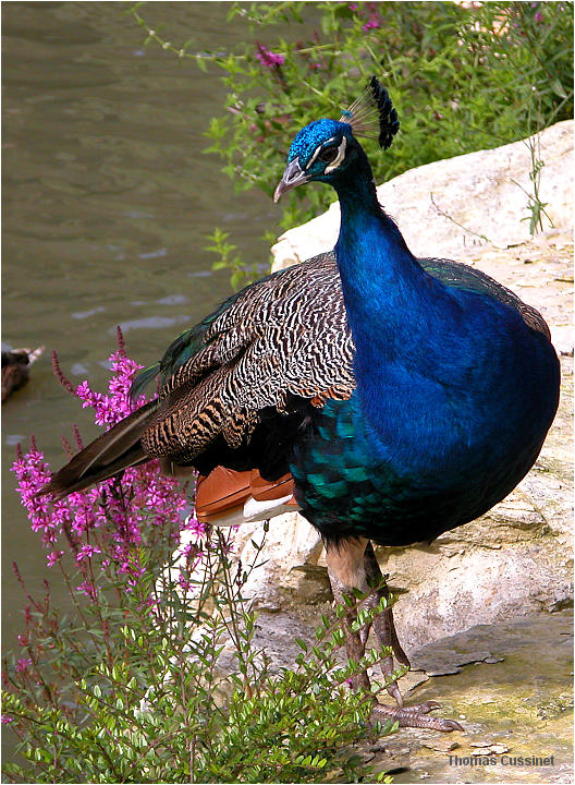 Accueil/La faune et la flore/Bestioles et assimils - dscn0177m_site