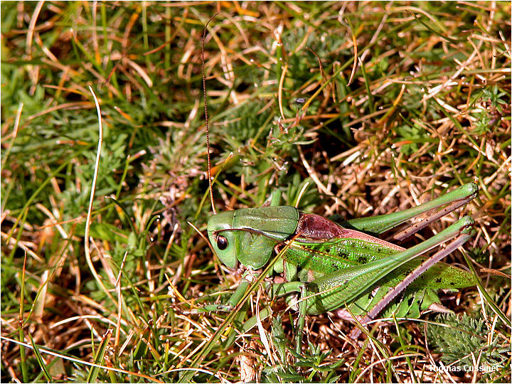 Accueil/La faune et la flore/Bestioles et assimils - dscn0230m2_site