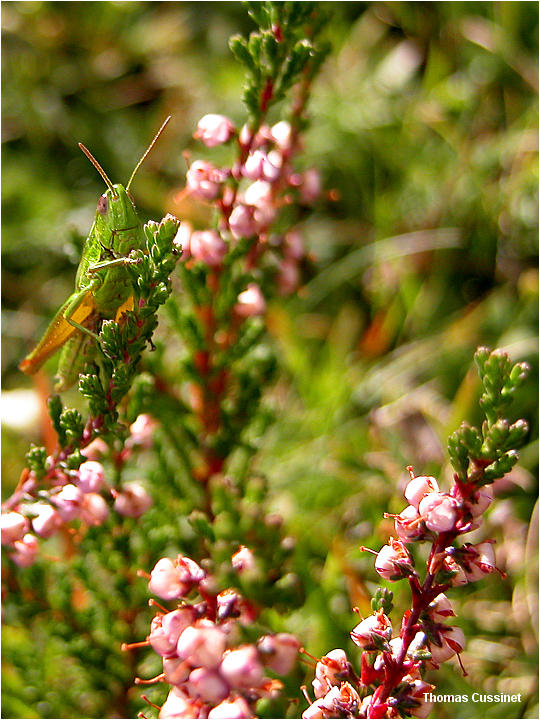 Accueil/La faune et la flore/Bestioles et assimils - dscn0649m2_site