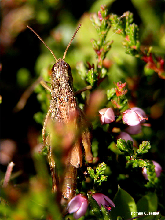 Accueil/La faune et la flore/Bestioles et assimils - dscn0668m2_site