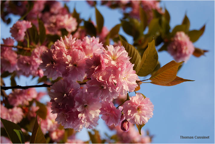 Accueil/La faune et la flore/Fleurs - dsc_0583_site