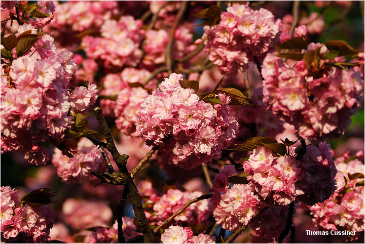 Accueil/La faune et la flore/Fleurs - dsc_0601_site