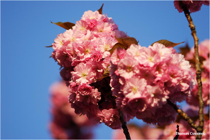 Accueil/La faune et la flore/Fleurs - dsc_0602_site