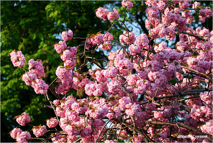 Accueil/La faune et la flore/Fleurs - dsc_0605_site