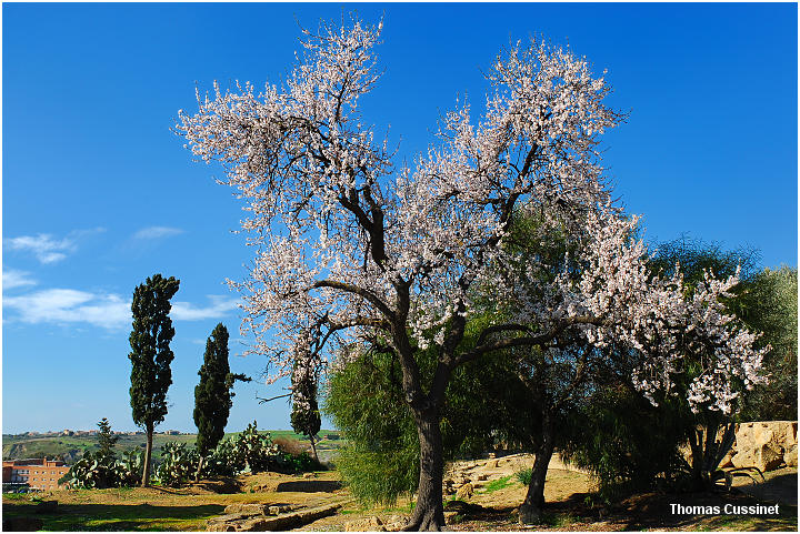 Accueil/La faune et la flore/La Sicile et ses amandiers - Agrigento - Fvrier 2006 - amandier_0008_site