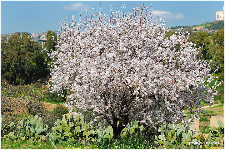 Accueil/La faune et la flore/La Sicile et ses amandiers - Agrigento - Fvrier 2006 - amandier_0026_site