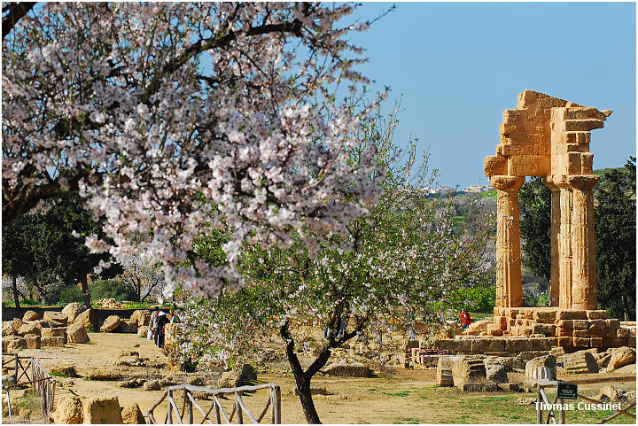 Accueil/La faune et la flore/La Sicile et ses amandiers - Agrigento - Fvrier 2006 - amandier_0027_site