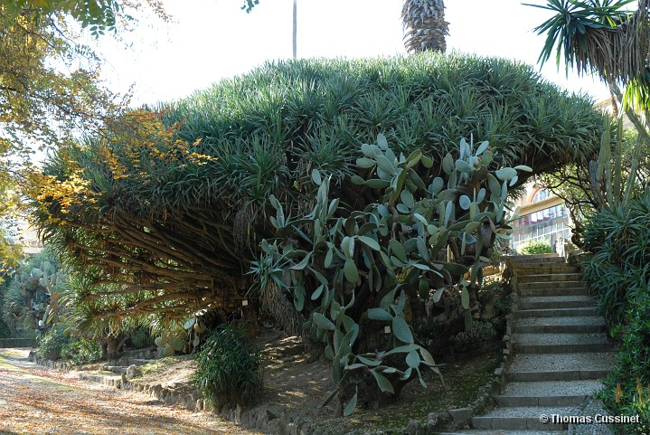 Accueil/Voyage  Lisbonne et ses environs - Dcembre 2005/Lisbonne/Jardin Botanique - DSC_0025